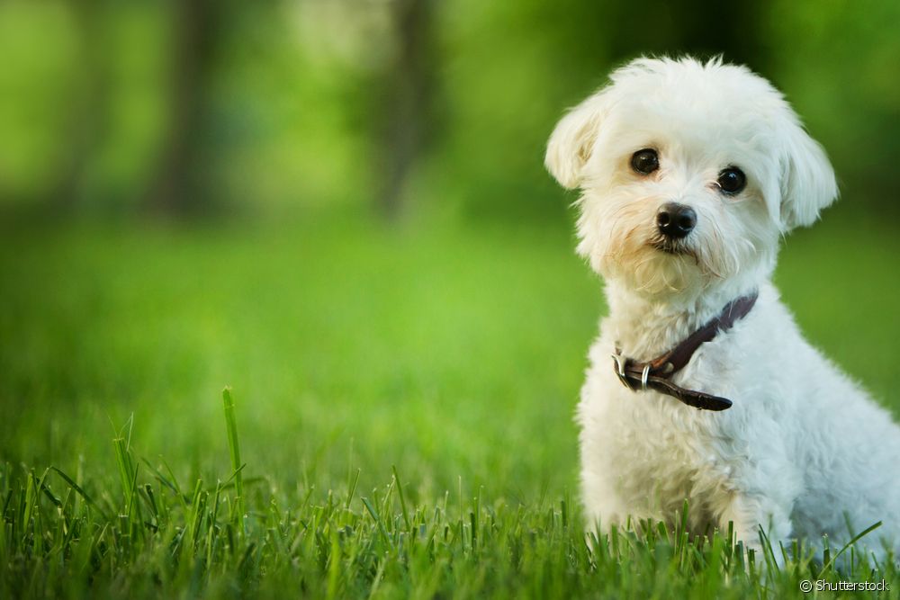  Ascites hos hundar: vad är det? Läs mer om vatten i magen hos hundar