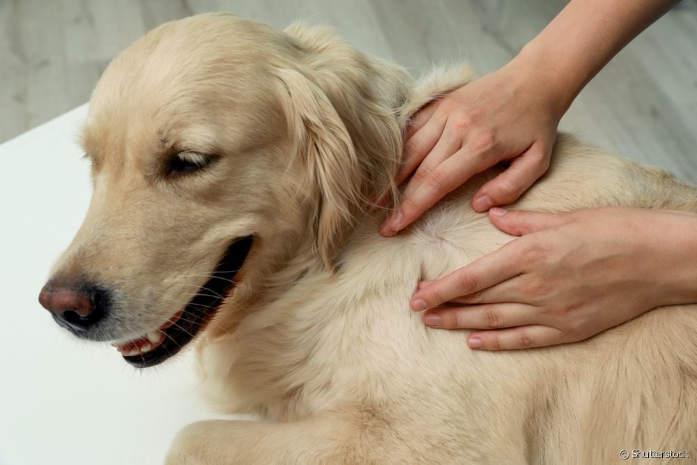  Կա՞ շների քաղցկեղի բուժում: