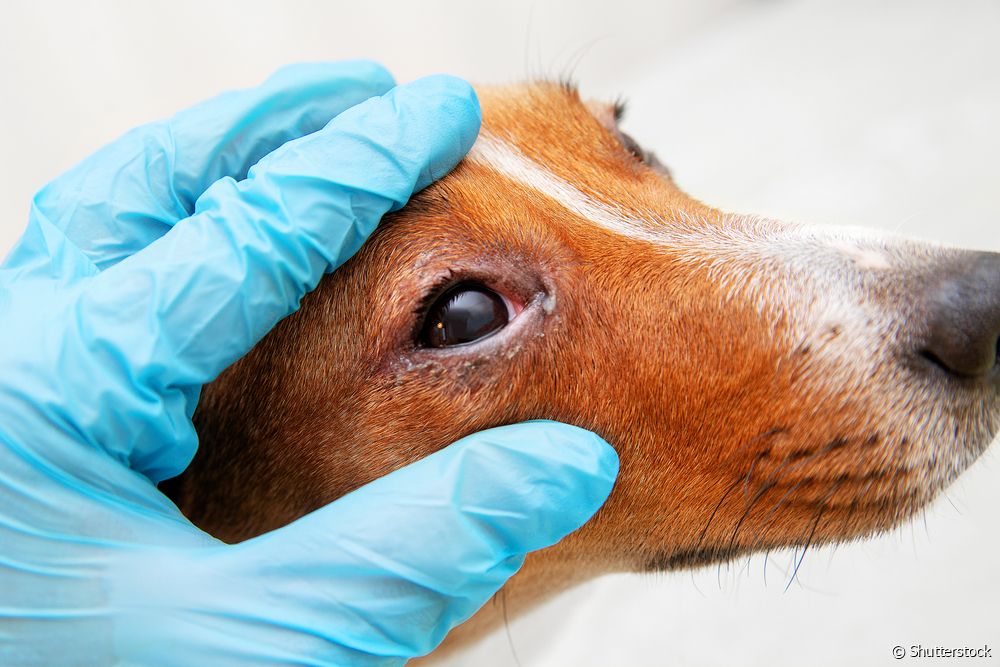  انتروپیون در سگ: یاد بگیرید که چگونه پلک معکوس می تواند بر بینایی حیوان تأثیر بگذارد