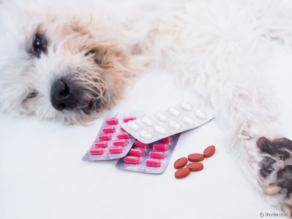  "મારા કૂતરાએ દવા ખાધી": શું કરવું?