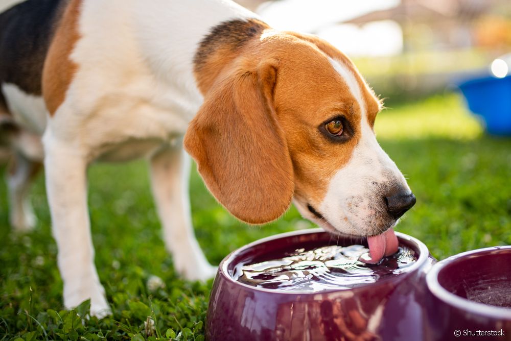  Ορός για σκύλους: πώς να τον φτιάξετε και πώς να τον χρησιμοποιήσετε για τη θεραπεία ενός αφυδατωμένου κατοικίδιου ζώου;