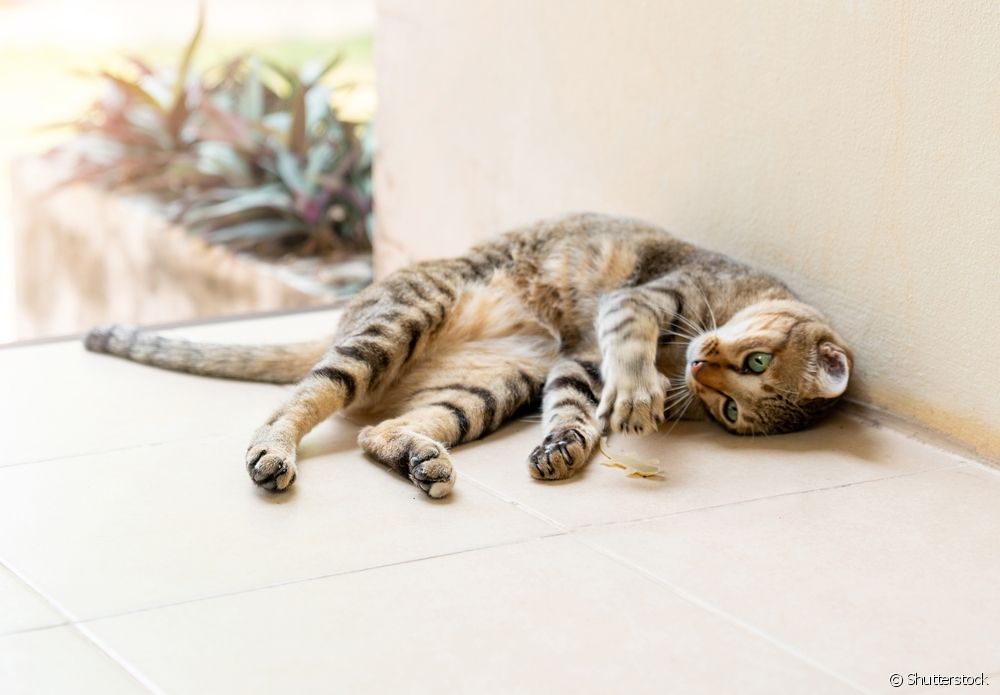  Գեկո հիվանդություն կատուների մեջ. տեսեք, թե ինչ կարող է առաջացնել տնային սողունի կուլ տալը