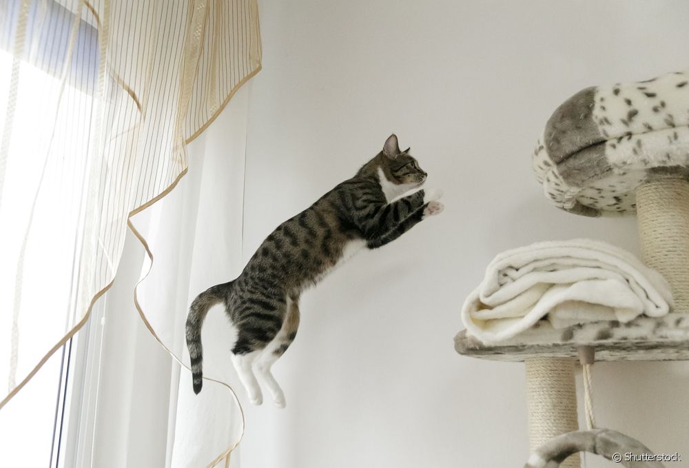  Kattens anatomi: alt du trenger å vite om skjelett- og muskelsystemene til katter