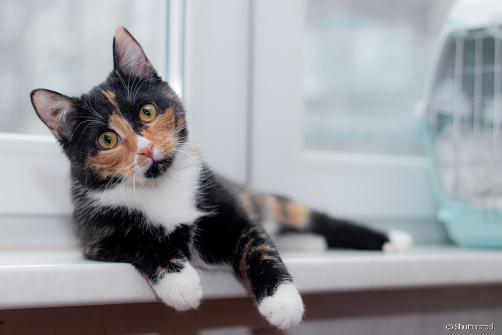  猫膀胱：关于猫科动物下尿路的所有知识