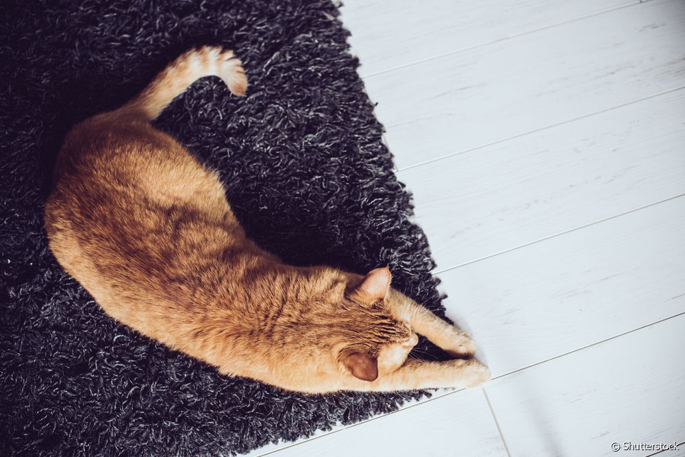  Malaltia del gat nadador: aprèn més sobre la síndrome que afecta les potes del gat