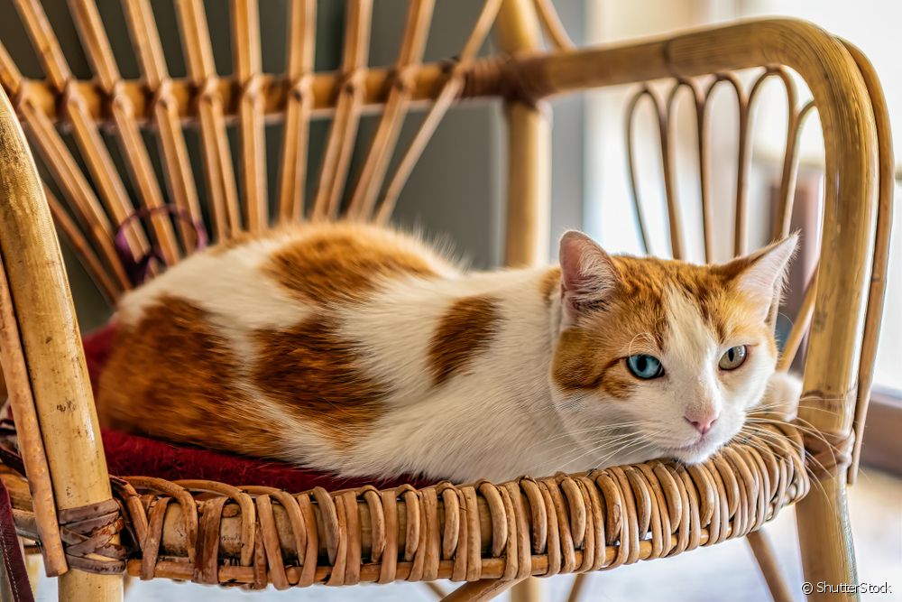  Γάτα με ετεροχρωμία: κατανόηση του φαινομένου και της απαραίτητης υγειονομικής περίθαλψης