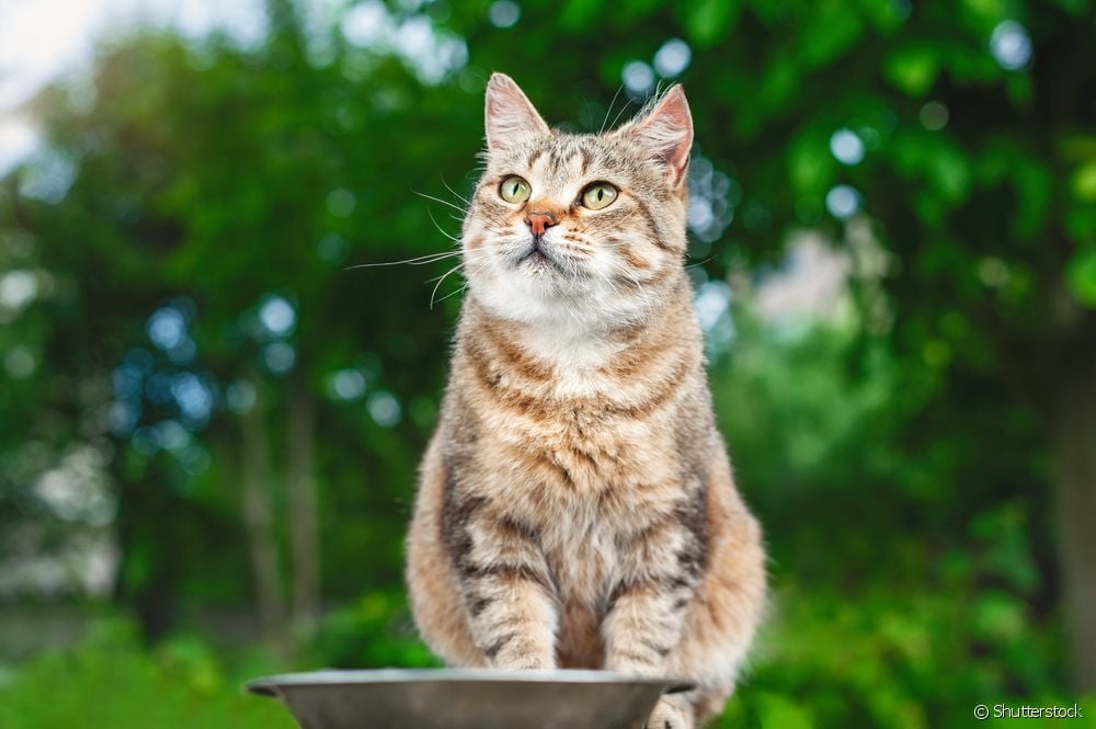  Hiperplasia mammae pada kucing: dokter hewan menjawab 5 pertanyaan penting mengenai penyakit ini