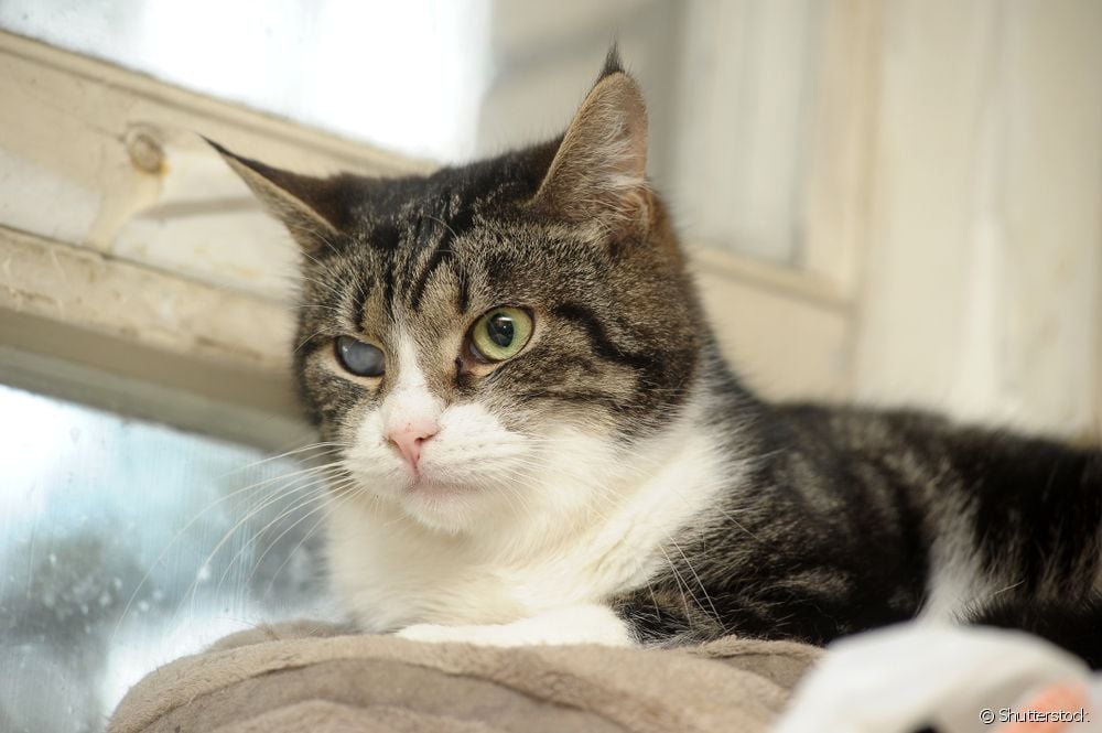  Glaukoma pada kucing: dokter hewan menjelaskan ciri-ciri masalah yang memengaruhi mata kucing