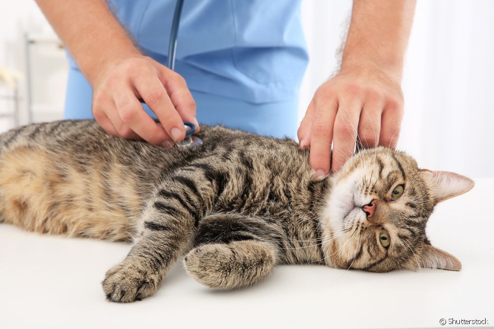  Poisoned cat: learn how to identify the symptoms and what to do immediately!