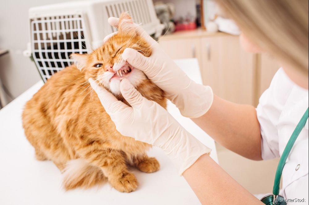  FIV felino: Coñece os estadios e síntomas máis comúns da enfermidade