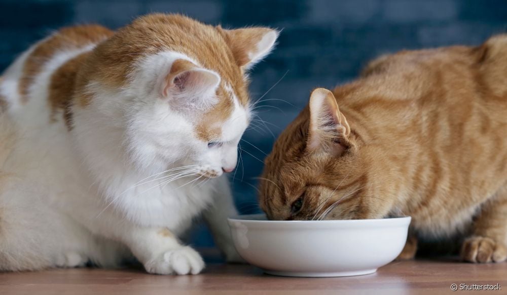  Giardia en gatos: comprender máis sobre a enfermidade, os síntomas máis comúns e como evitala