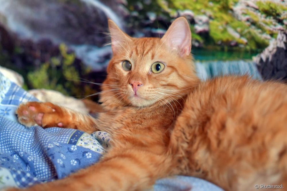  Kataraktet tek macet: Si zhvillohet sëmundja te macet?