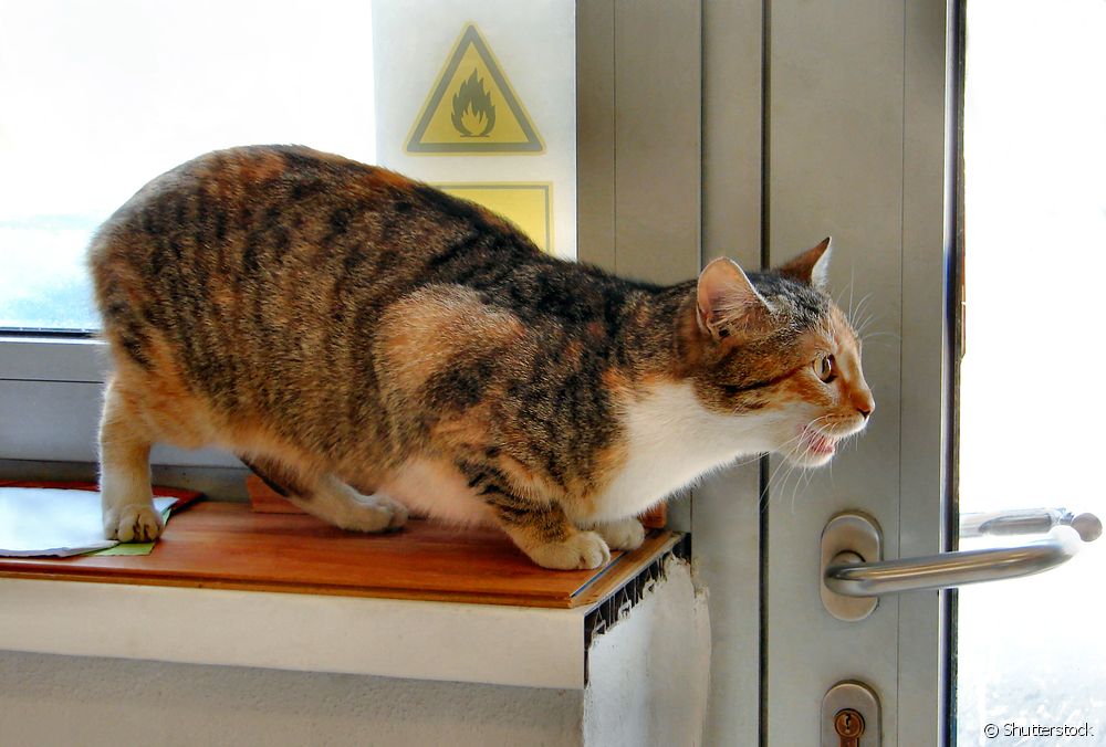  고양이 발정기: 고양이의 발정기 단계, 행동 변화 및 시간에 대해 모두 알아보세요.