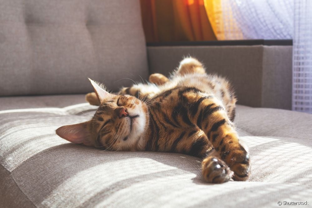  Leishmaniasis en gatos: 5 precaucións para manter a enfermidade lonxe da túa mascota