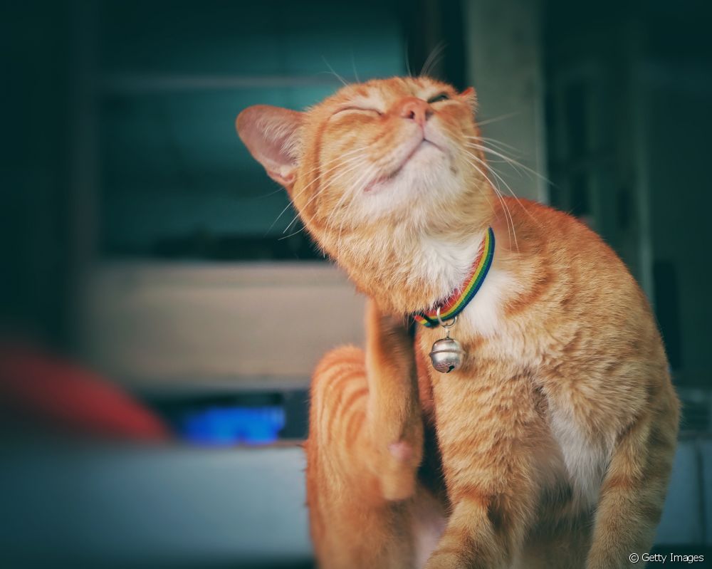  Mykoplasmose bei Katzen: Tierarzt klärt über die durch Flöhe verursachte Krankheit auf
