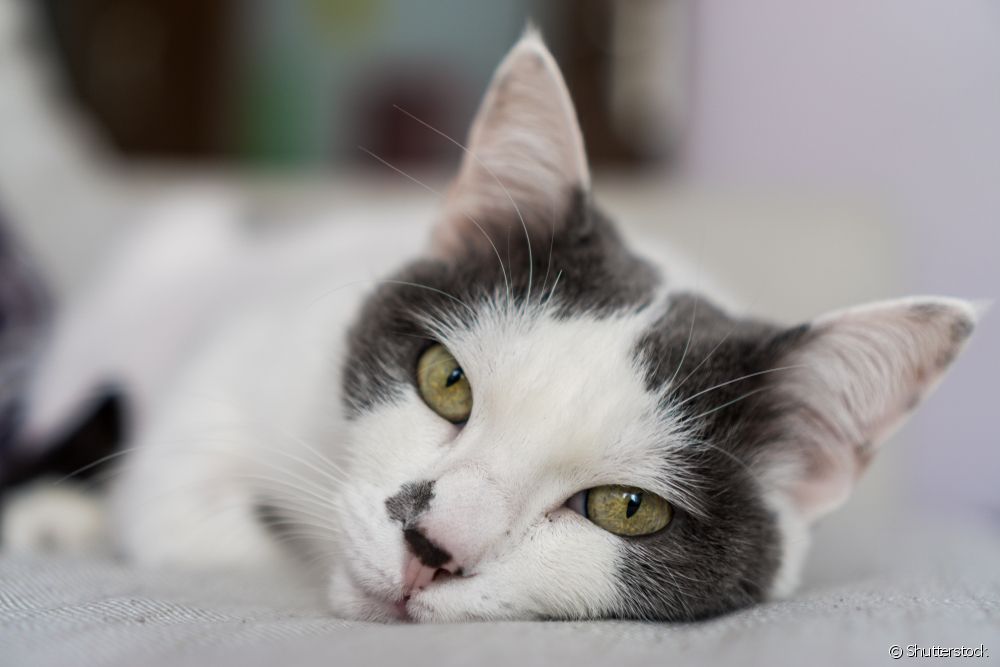  Leishmania yn katten: bistedokter leit út oft katten kinne kontraktearje de sykte