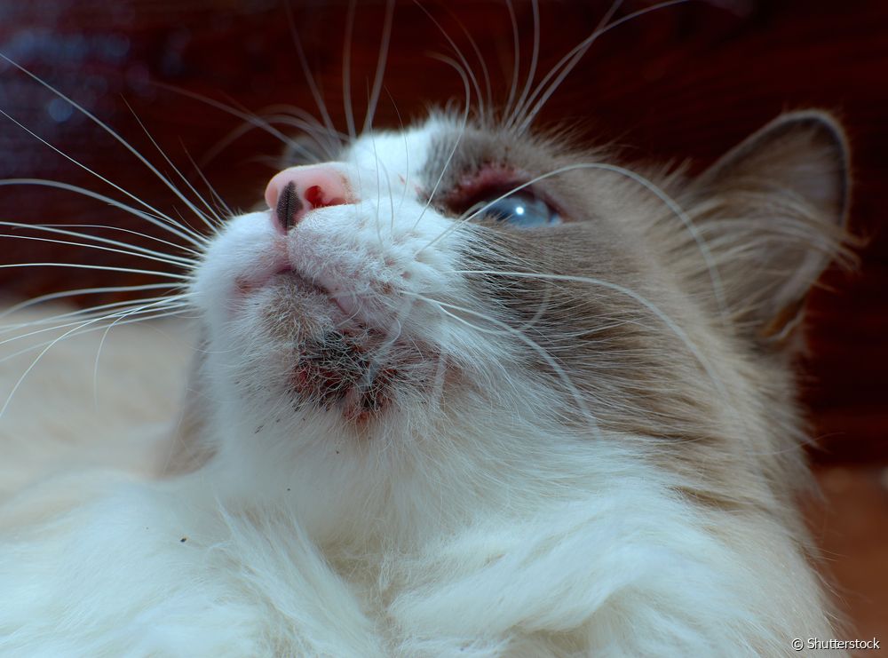  Acne felino: como limpar o acne do gato na casa