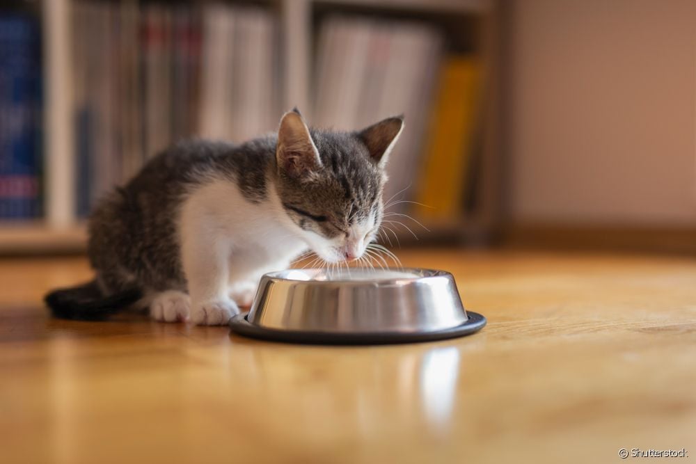  โรคลำไส้อักเสบในแมว: อาการและการรักษาคืออะไร