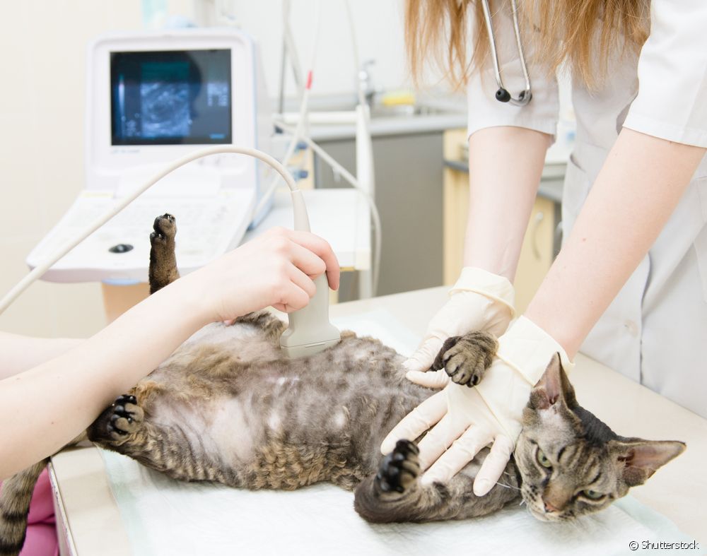  آیا آزمایش بارداری برای گربه ها وجود دارد؟