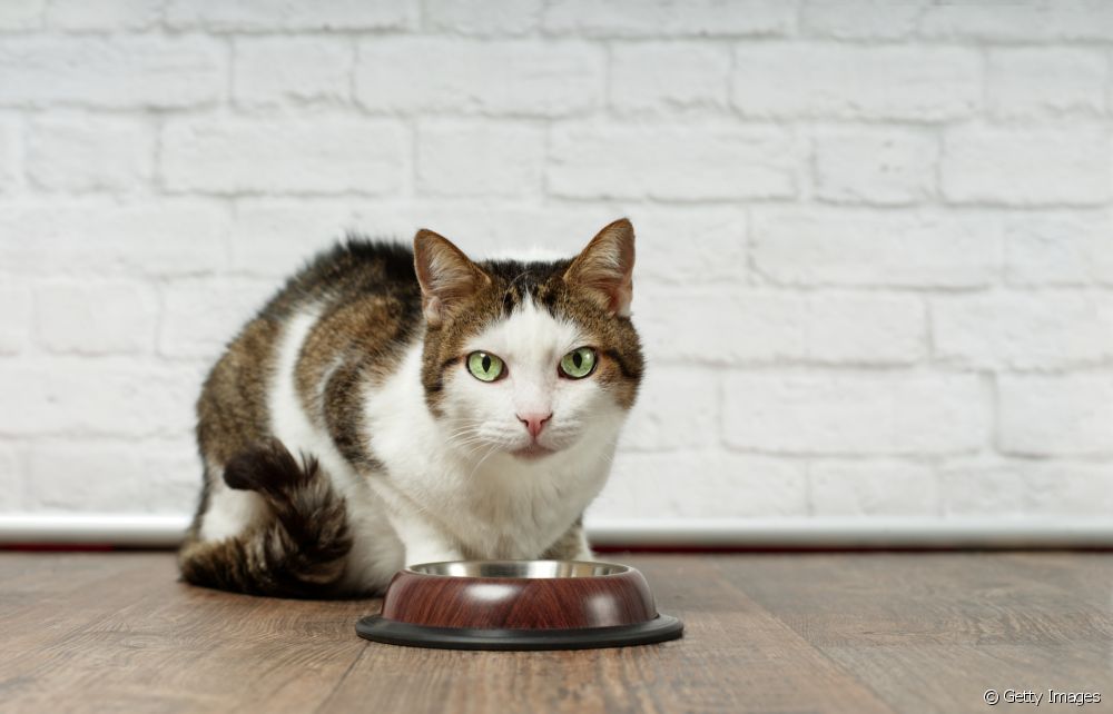 Τριχόπτωση στις γάτες: πότε το πρόβλημα σταματά να είναι φυσιολογικό;