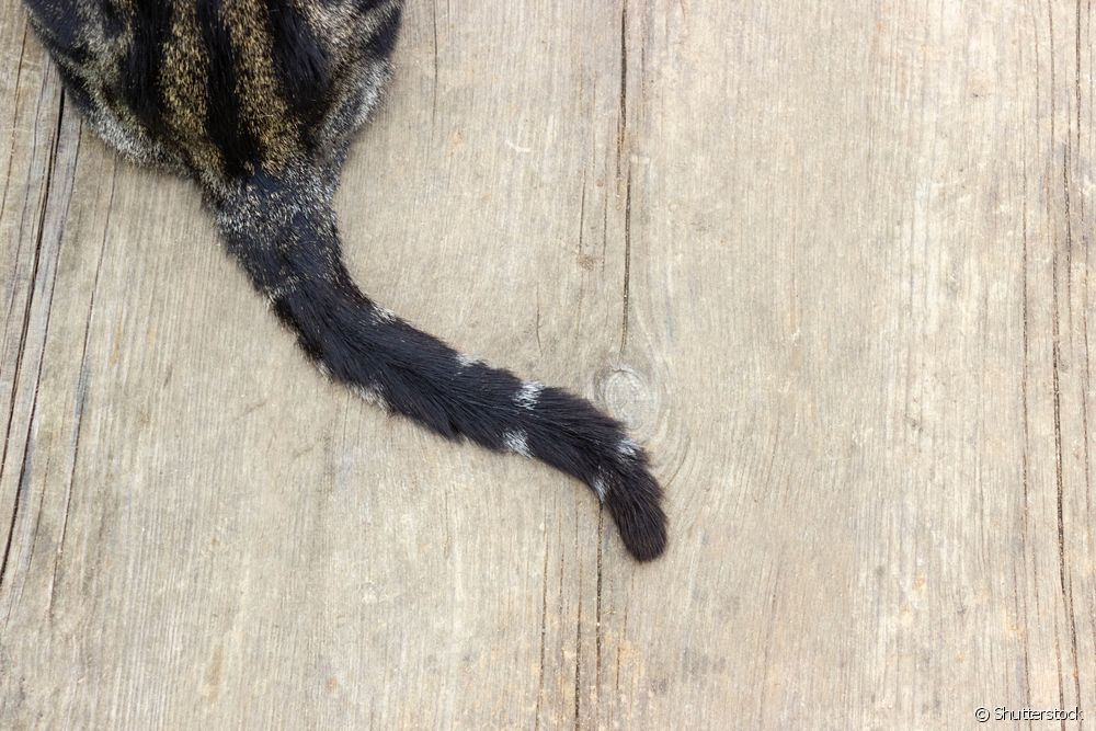  Gato con la cola rota: ¿cómo se produce y qué hacer?