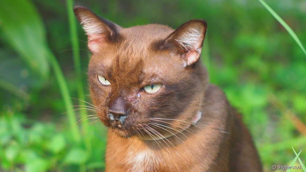  8 фактов о кошачьем ринотрахеите, которые заслуживают вашего внимания