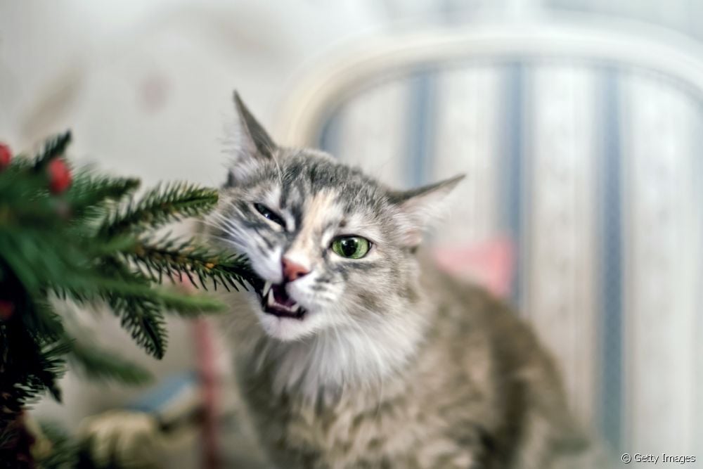  Beruset katt: hva skjer i katteorganismen under rus?
