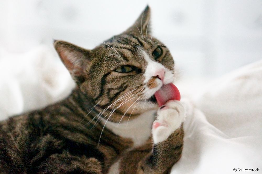  Dermatophytosis di pisîkan de: li ser vê zoonozê ku pir vegirtî ye bêtir fêm bikin