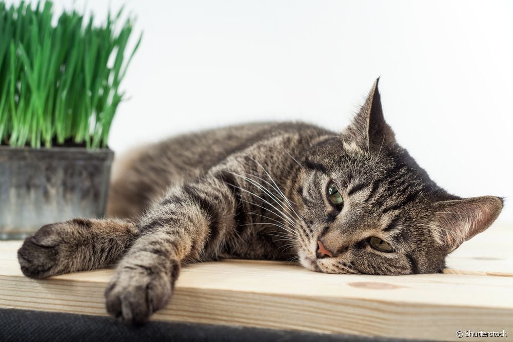  Zánět slinivky břišní u koček: veterinář vysvětluje vše o této nemoci!