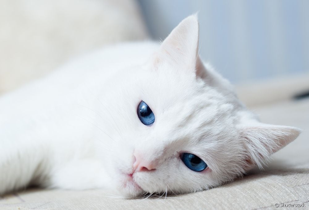  Ali imajo bele mačke večjo verjetnost, da bodo gluhe? Razumem!