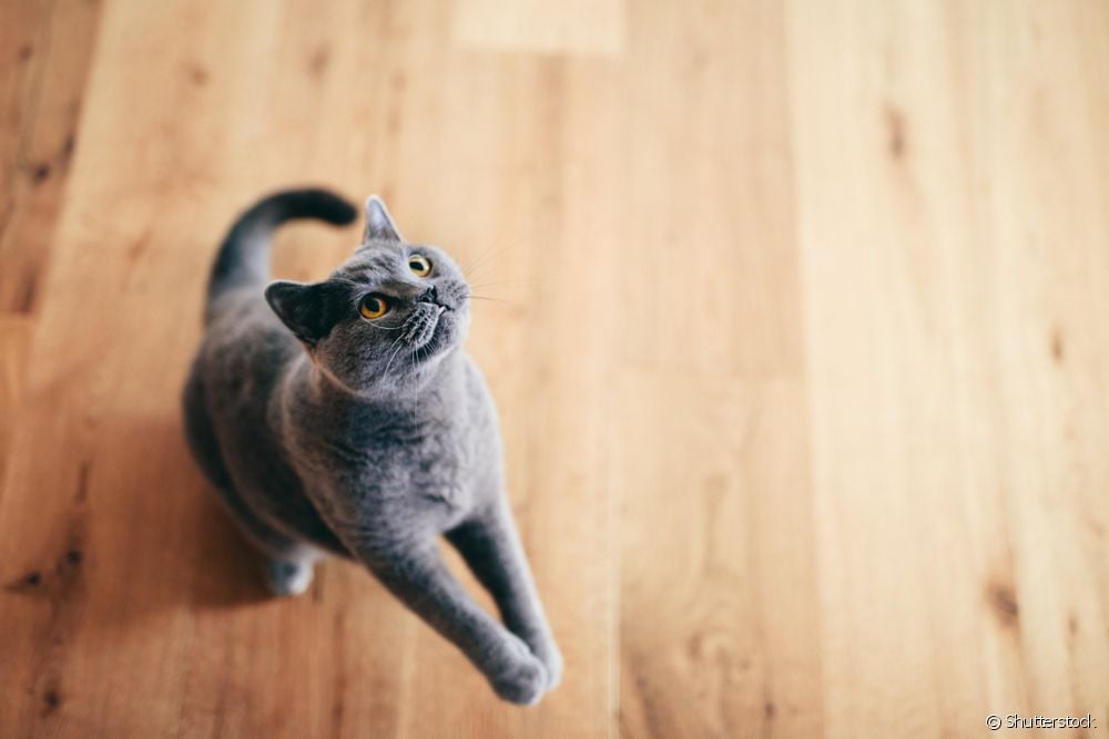  5 simptome ale diabetului la pisici care pot trece neobservate