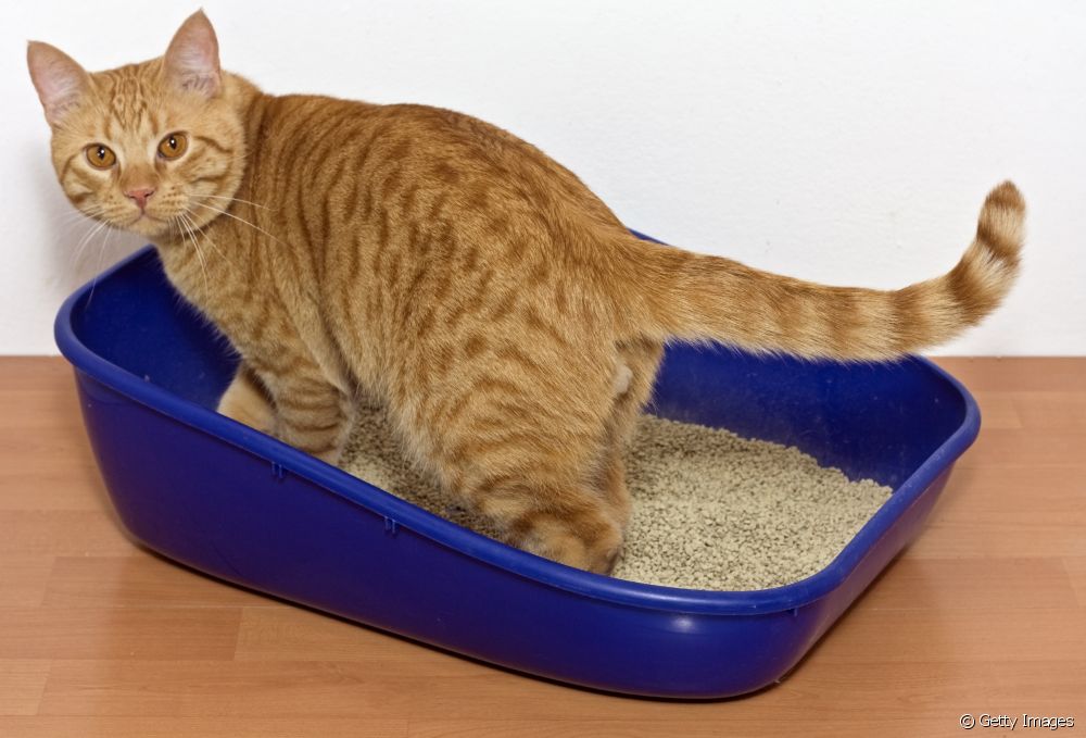  Your cat can't defecate: vet explains the causes and what to do