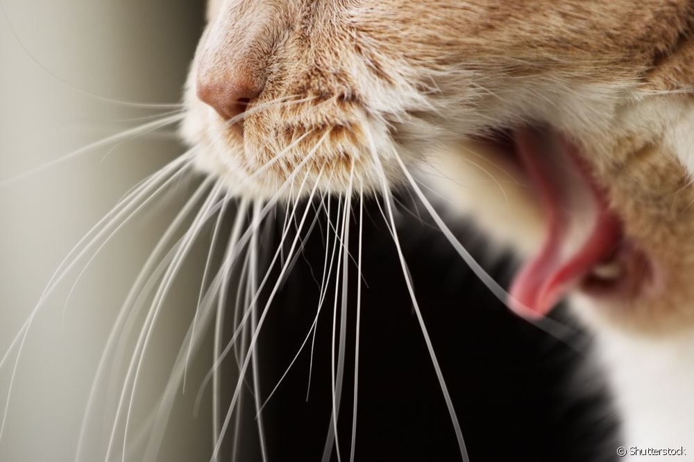  Ako odstrániť pazúriky mačke? Prečítajte si, ako ich rozpoznať a aké sú správne techniky!