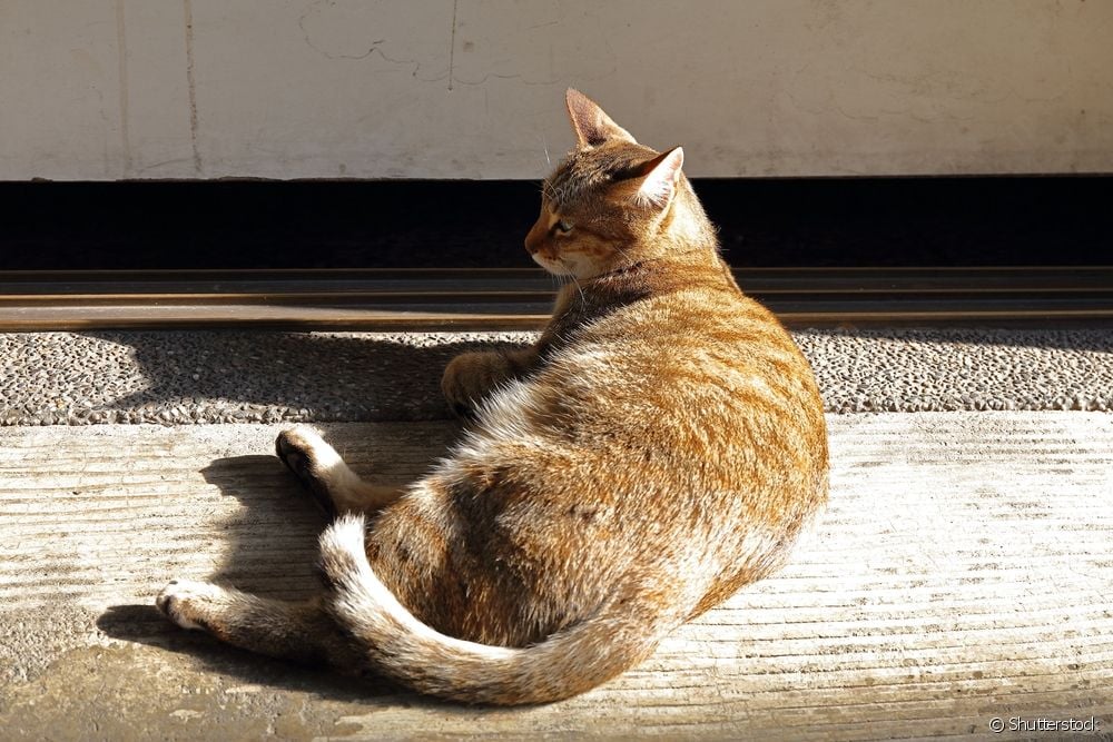  Рвота у кошки: причины, как определить, сопутствующие проблемы со здоровьем и что делать