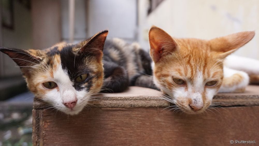  मांजर स्क्रॅच रोग: फेलिन बार्टोनेलोसिस बद्दल सर्व