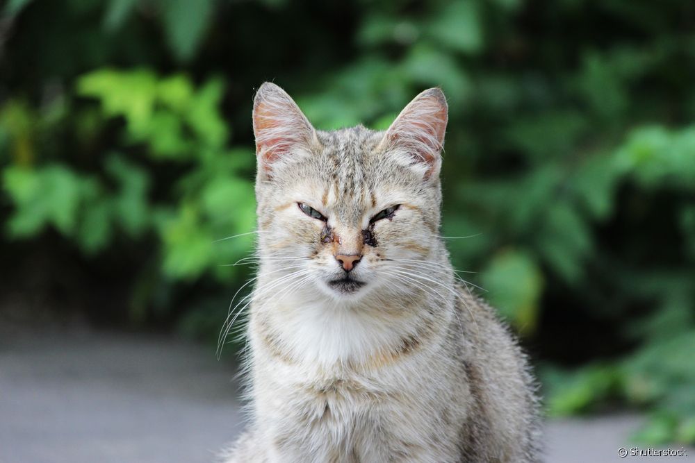 Clamidiose felina: sabe todo sobre a enfermidade que pode afectar aos gatos