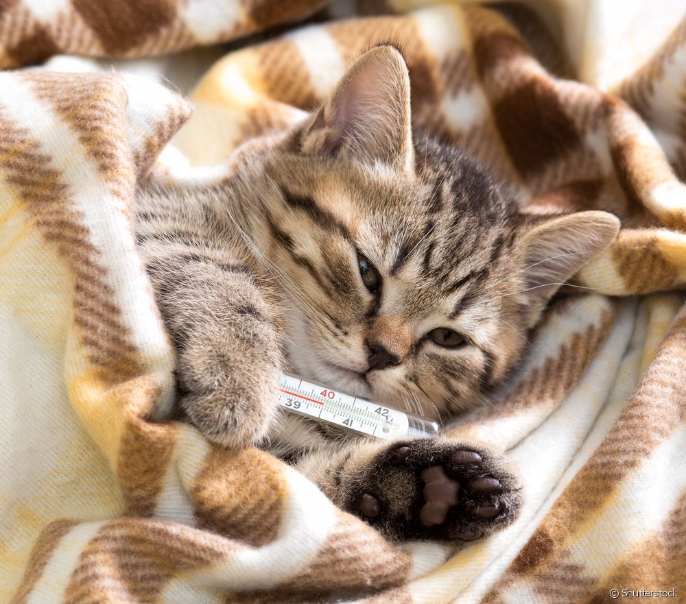  Mačka z vročino: kako prepoznati simptom in kaj storiti?