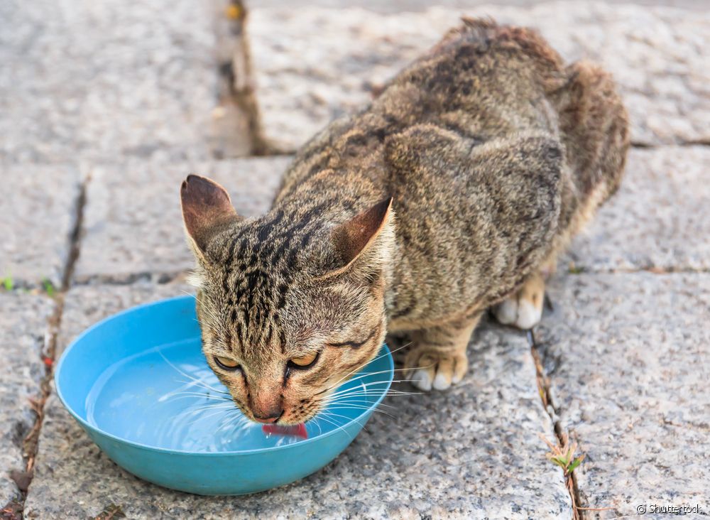  5 วิธีป้องกันการติดเชื้อทางเดินปัสสาวะในแมว