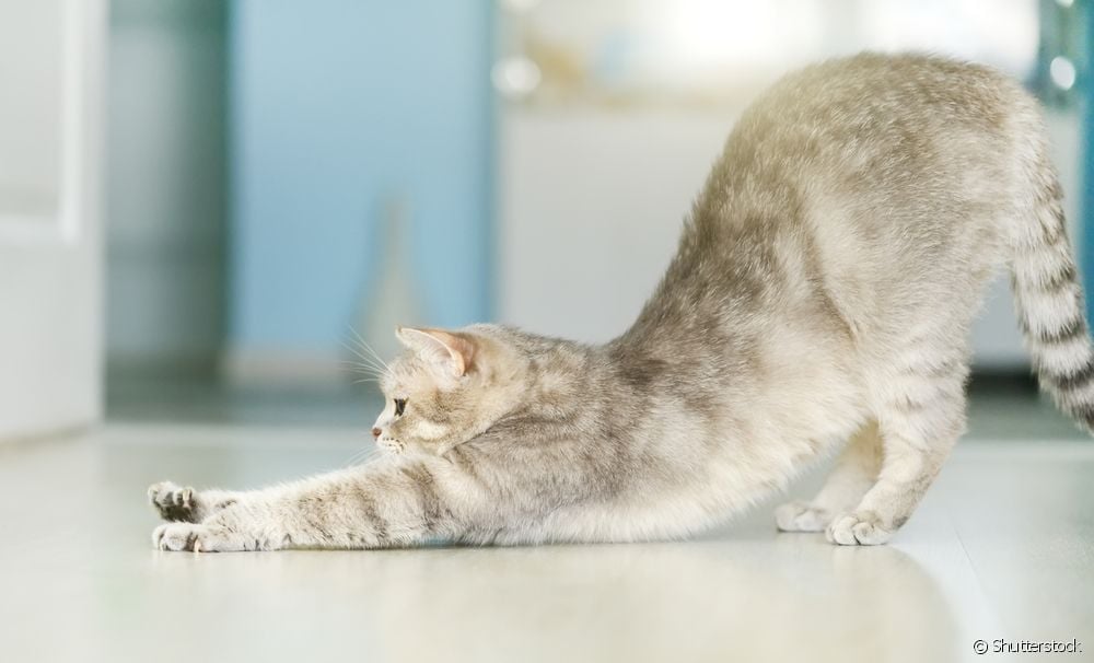  Germa pisîkê çiqas dom dike?