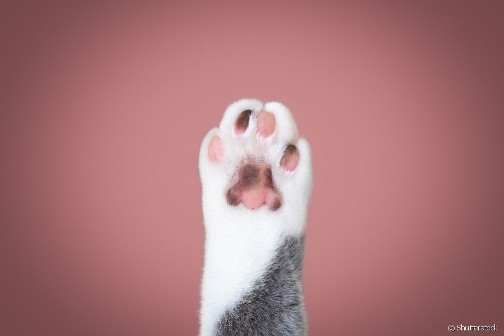  paw cat: ໂຄງ​ປະ​ກອບ​ການ​ຂອງ​ກະ​ດູກ​, ວິ​ພາກ​ວິ​ພາກ​, ຫນ້າ​ທີ່​, ການ​ດູ​ແລ​ແລະ curiosities​