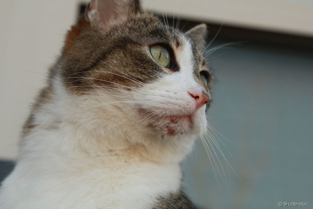  Dermatit hos katter: vilka är de vanligaste typerna?