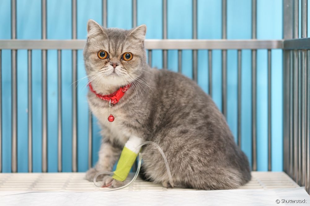  고양이를위한 수제 혈청 : 적응증은 무엇이며 어떻게합니까?