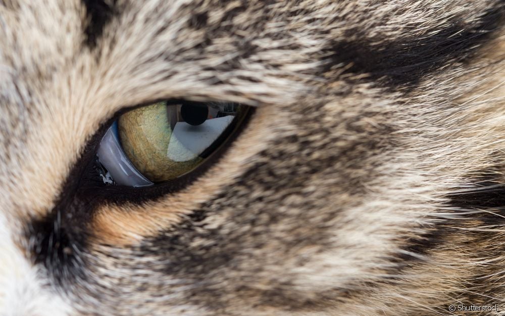  Se avete visto la terza palpebra del vostro gatto esposta, fate attenzione: potrebbe trattarsi della sindrome di Haw