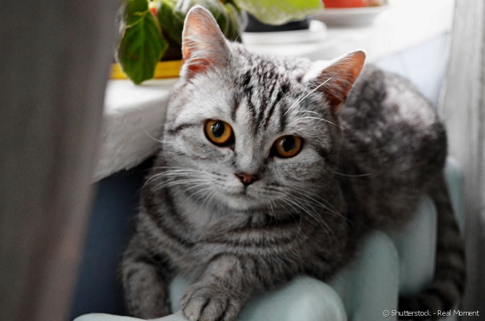  Macja në vapë: sa shpesh ndodh dhe sa zgjat?