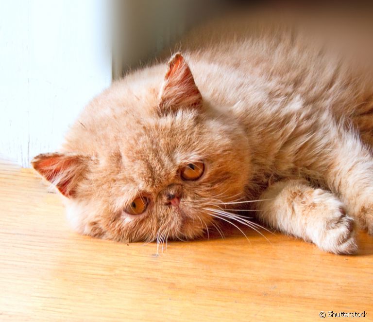  6 penyakit kucing paling serius yang boleh menjejaskan kucing
