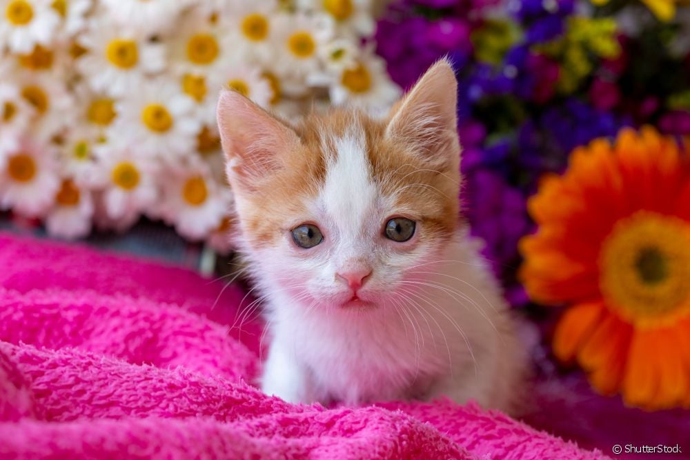  ¿Gato con Down? Más información sobre la enfermedad que afecta a los felinos (y que en realidad se llama Trisomía).
