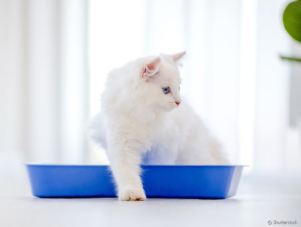  Šlapimo išvalymas katėms: vertė, kaip jis atliekamas, priežiūra.... daugiau apie procedūrą
