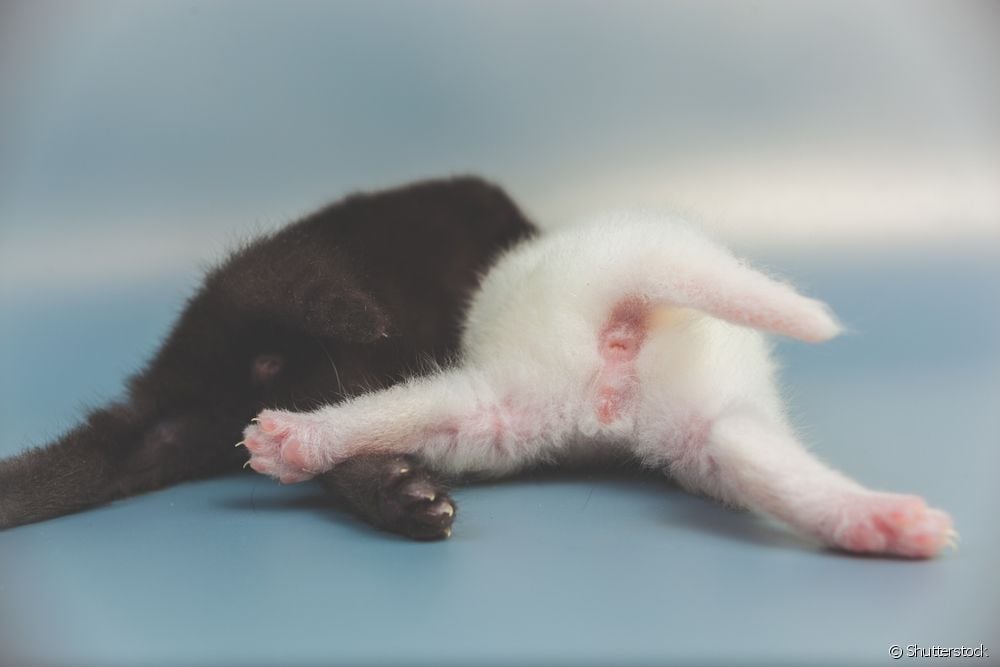  بلیوں کی سوجن ایڈنال غدود: یہ کیا ہے، اسباب اور علاج کیسے کریں؟