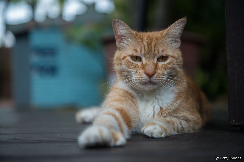  Երբևէ լսե՞լ եք պոլիդակտիլ կատվի մասին: Հասկացեք ավելի շատ կատվազգիների «ավելորդ փոքրիկ մատները»: