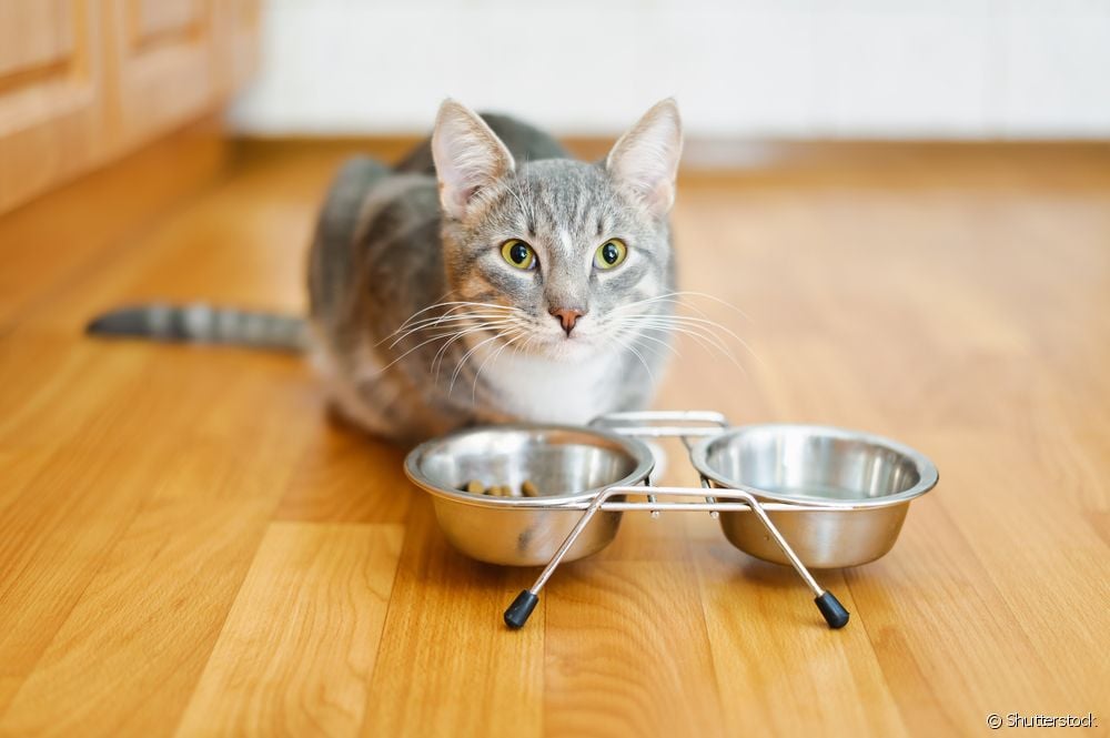  Kucing tiba-tiba kehilangan berat badan: apa yang boleh berlaku?